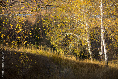 autumn in the forest