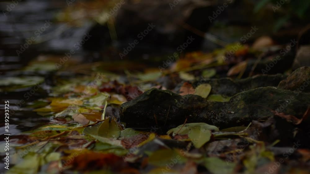 Fallen colored leaves and stones on the banks of the flowing Vltava river in autumn in the city of Prague in the Czech Republic
Fallen colored leaves and stones on the banks of the flowing Vltava river in autumn in the city of Prague in the Czech Republic