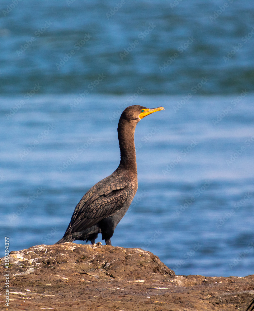 A cormorant sitting on a rock