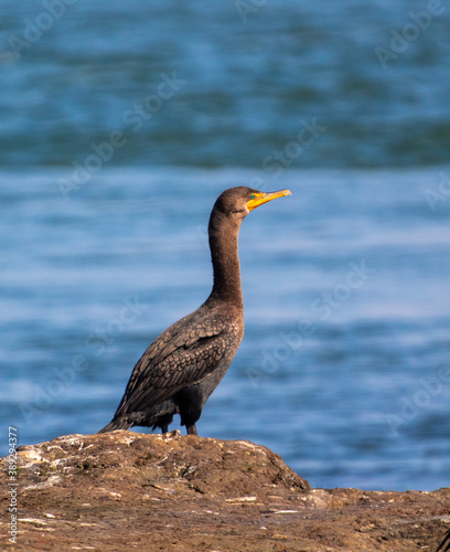 A cormorant sitting on a rock