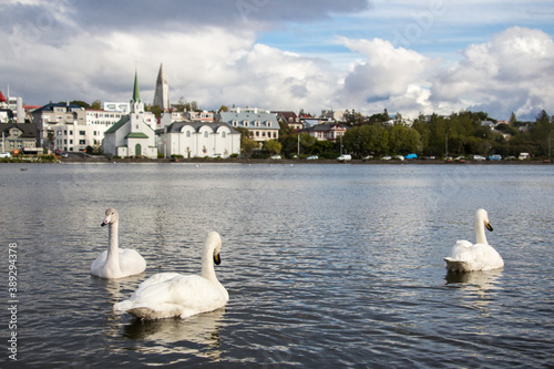 LAKE TJÖRNIN, REYKJAVIK, ICELAND - SEPTEMBER 18, 2018: Swans and ducks at lake Tjörnin and cityscape with buildings and houses in the background.