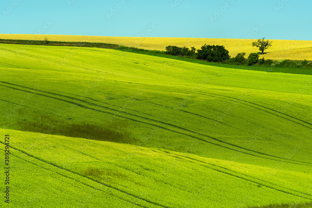 Green rolling field hills in Moravia