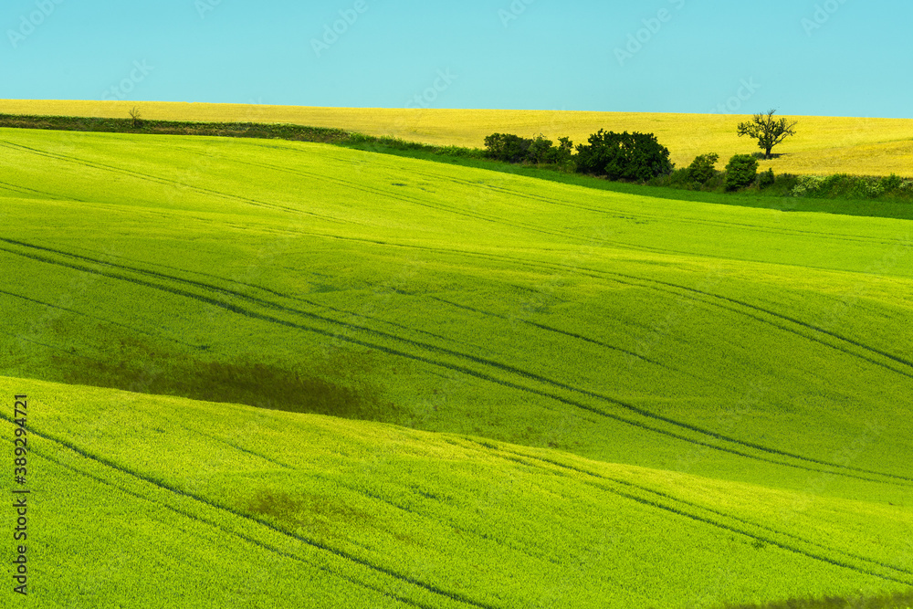 Fototapeta premium Green rolling field hills in Moravia