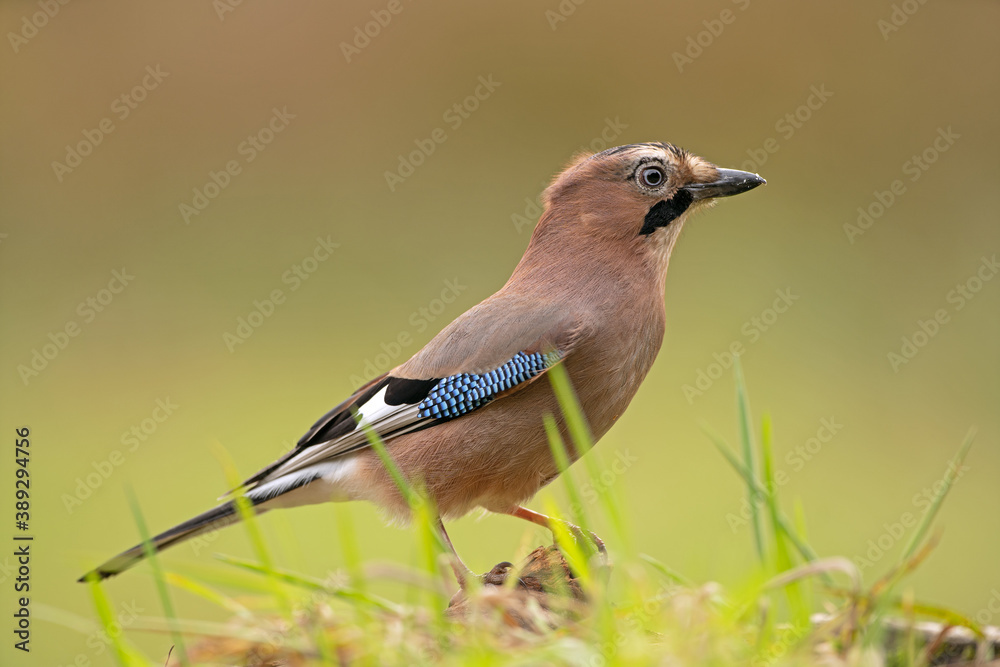 Eurasian jay observed on the branch. Jay alert in the forest. Birdwatching in the European forest. Autumn time in the wood. Eurasian jay observed on the branch. Jay alert in the forest. Birdwatching in the European forest. Autumn time in the wood.