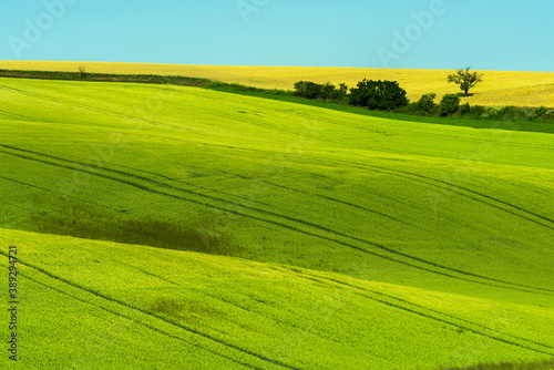 Green rolling field hills in Moravia