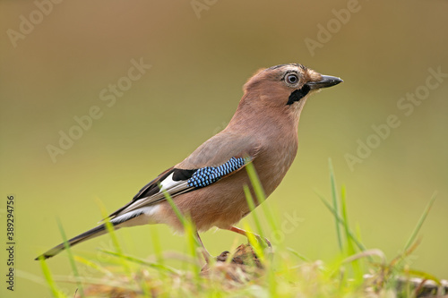 Eurasian jay observed on the branch. Jay alert in the forest. Birdwatching in the European forest. Autumn time in the wood. 