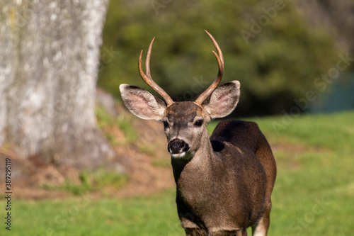 Male Mule Deer in a meadow