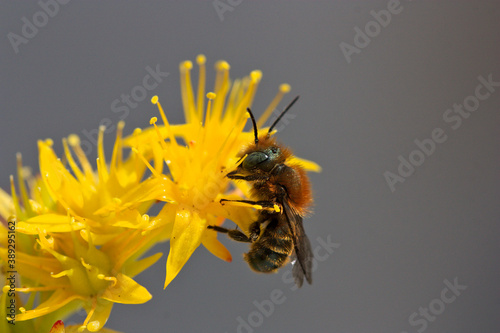 Close-up of a Bee Digger Bee or Andrena fulva photo
