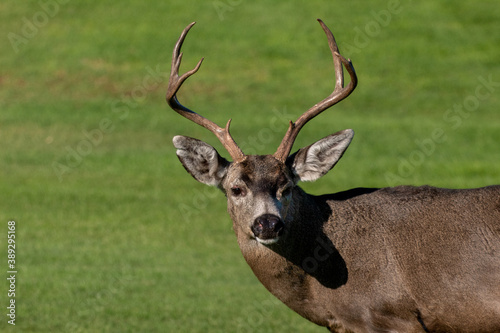 Male Mule Deer in a meadow