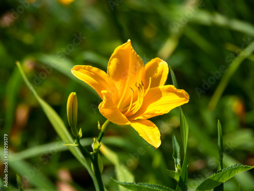Lovely yellow Hemerocallis daylily flower catching sunlight in a garden, variety Aten
