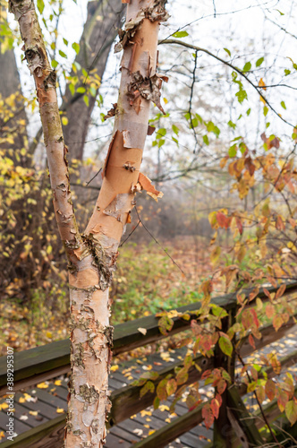 A white birch tree with peeling bark next to a wooden walkway in Frick Park in Pittsburgh, Pennsylvania, USA on a foggy fall day photo