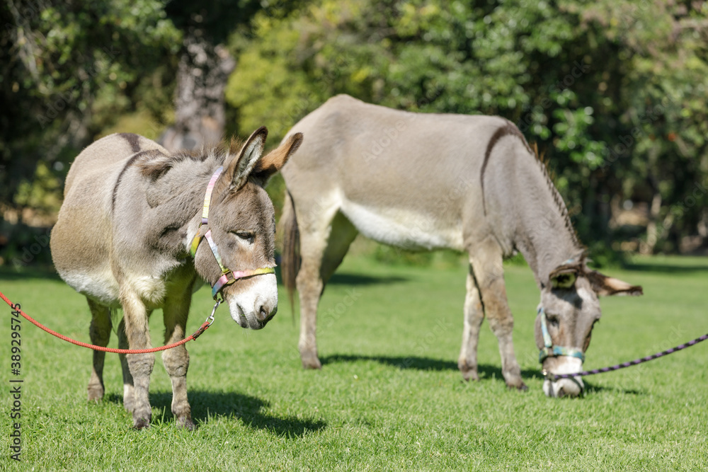 Two Donkeys Grazing on Grass