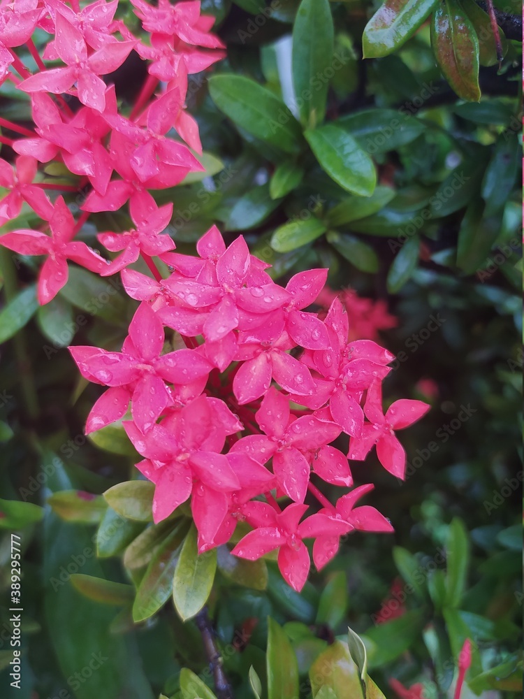 Fototapeta premium pink rose bush