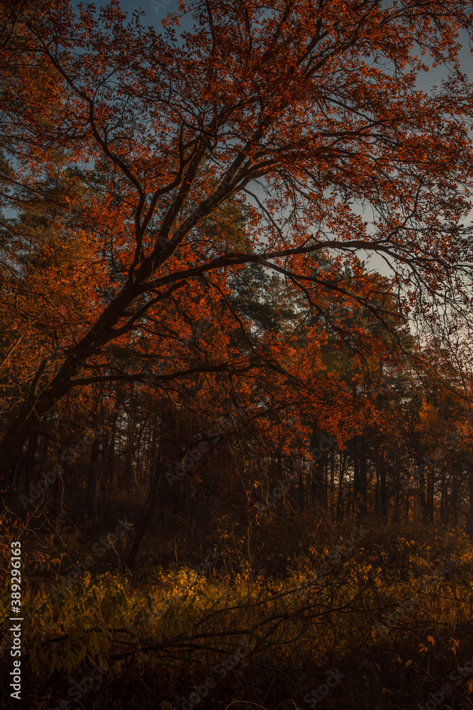 autumn in the forest