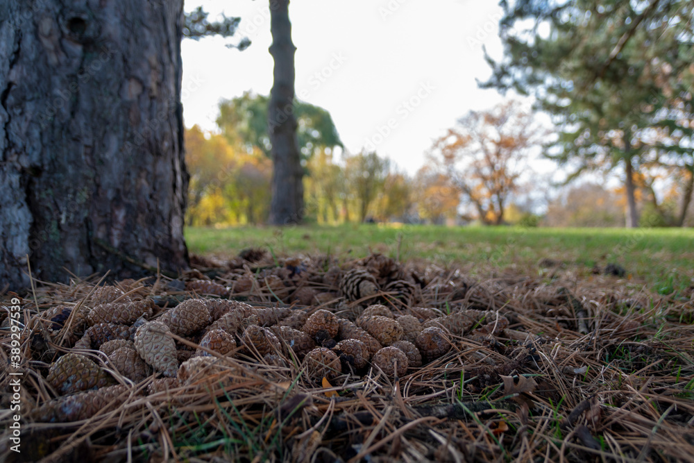 Obraz premium A bunch of autumn pine cones rests in a bed of twigs in a field beside a tree on a beautiful sunny day in Centennial Park, Toronto (Etobicoke), Ontario.