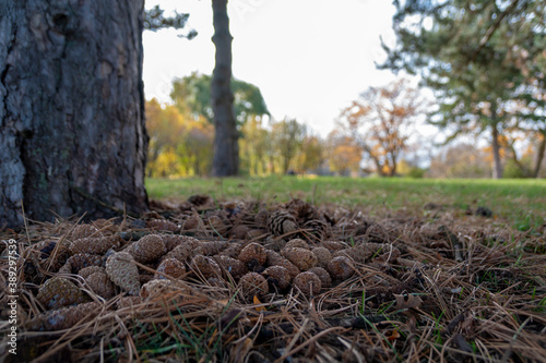 A bunch of autumn pine cones rests in a bed of twigs in a field beside a tree on a beautiful sunny day in Centennial Park, Toronto (Etobicoke), Ontario.
