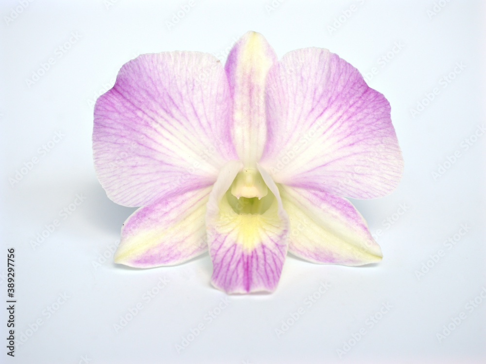 Closeup macro petals purple cooktown orchid ,Dendrobium bigibbum orchid flower plants with water drops and soft focus on sweet pink blurred background, sweet color for card design ,white orchid flower Closeup macro petals purple cooktown orchid ,Dendrobium bigibbum orchid flower plants with water drops and soft focus on sweet pink blurred background, sweet color for card design ,white orchid flower