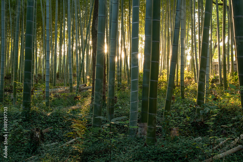 morning in the bamboo forest