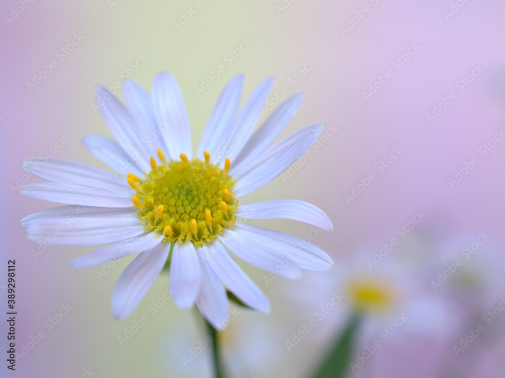Closeup white petals of common daisy flower with blue pastel blurred background ,macro image ,soft focus ,sweet color for card design ,daisy background Closeup white petals of common daisy flower with blue pastel blurred background ,macro image ,soft focus ,sweet color for card design ,daisy background