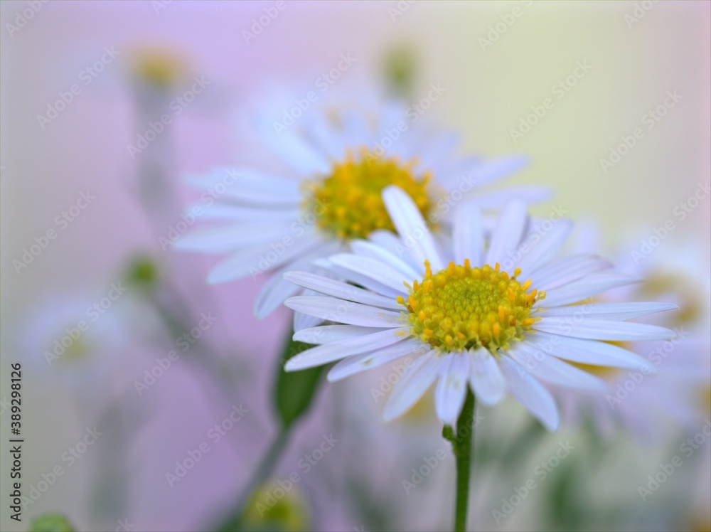Closeup white petals of common daisy flower with blue pastel blurred background ,macro image ,soft focus ,sweet color for card design ,daisy background Closeup white petals of common daisy flower with blue pastel blurred background ,macro image ,soft focus ,sweet color for card design ,daisy background