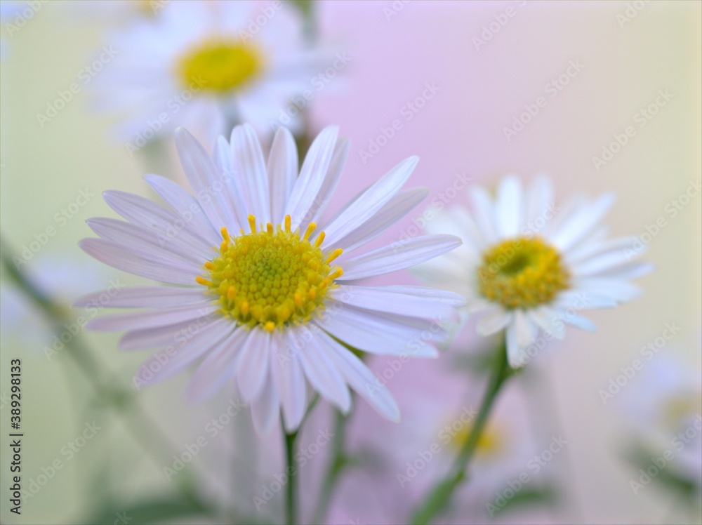 Closeup white petals of common daisy flower with blue pastel blurred background ,macro image ,soft focus ,sweet color for card design ,daisy background Closeup white petals of common daisy flower with blue pastel blurred background ,macro image ,soft focus ,sweet color for card design ,daisy background