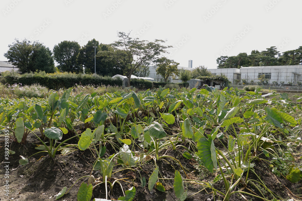 Taro field before harvest