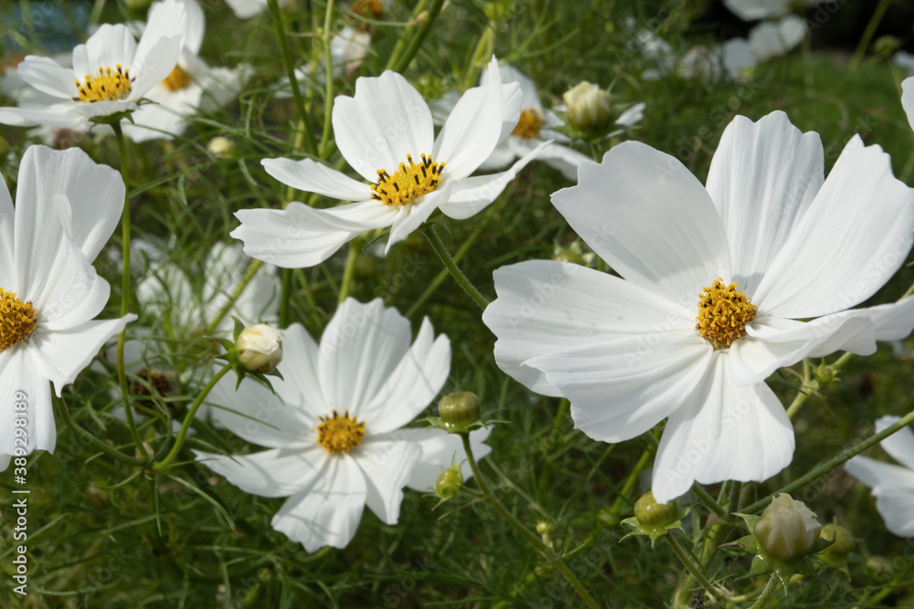 Cosmos flowers blooming in autumn Cosmos flowers blooming in autumn