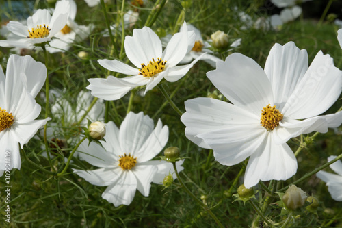 Cosmos flowers blooming in autumn