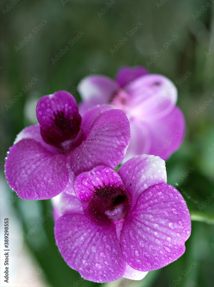Closeup macro petals white purple orchid flower cooktown ,Dendrobium bigibbum plants and soft focus on blurred background, sweet color for card design Closeup macro petals white purple orchid flower cooktown ,Dendrobium bigibbum plants and soft focus on blurred background, sweet color for card design