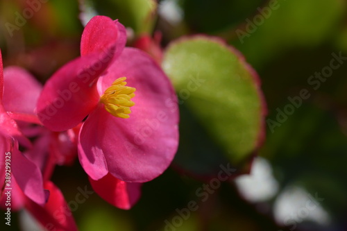 pink flower