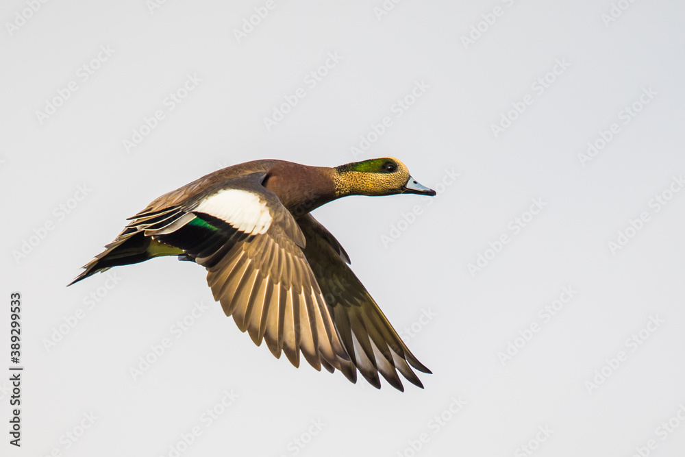 Obraz premium Wigeon Drake Male Duck Taking Off Against A Pale Gray Background