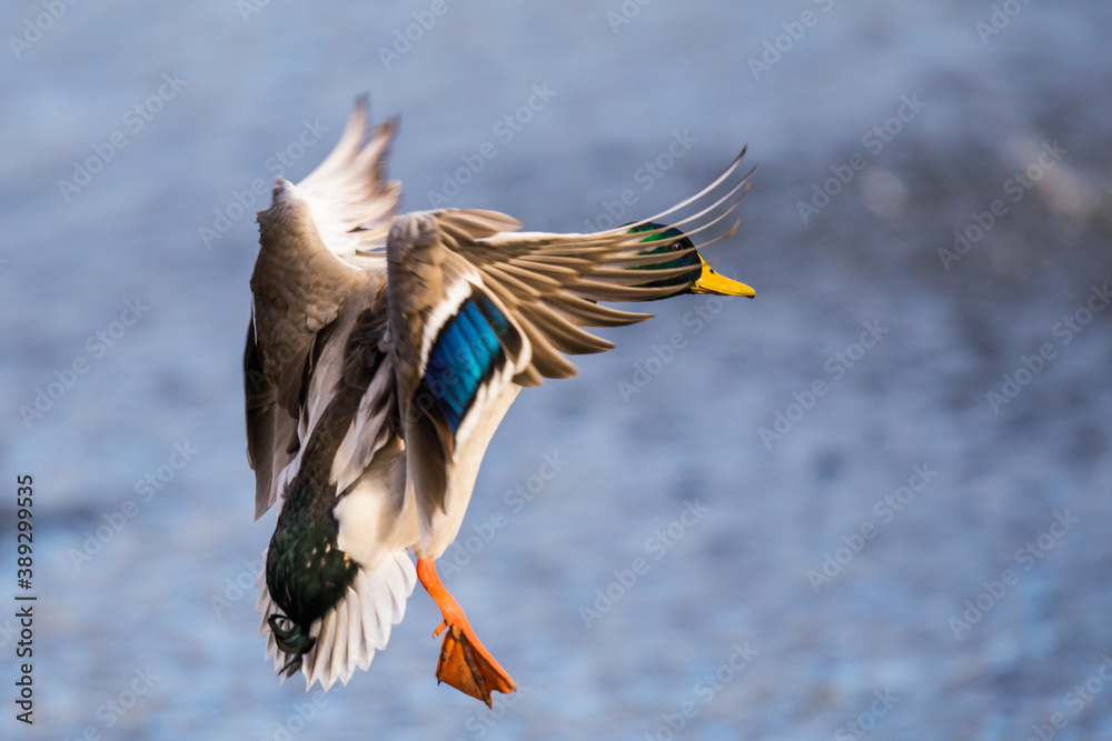 Obraz premium Beautiful Iridescent Green and Blue Feathers Glow in Bird In Flight Mallard Duck Image