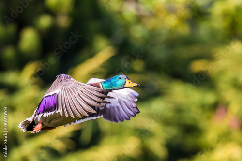 Beautiful Iridescent Green and Blue Feathers Glow in Bird In Flight Mallard Duck Image © Jeff Huth