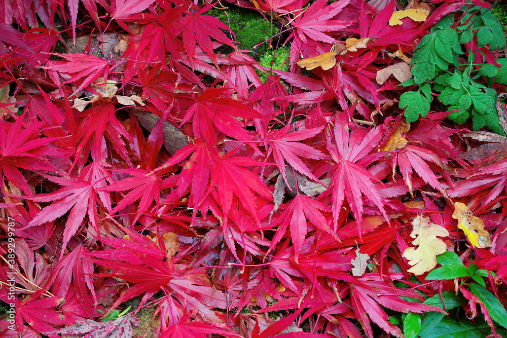 Beautiful red acer leaves covering the ground after falling from a tree in fall. Background with space for text.