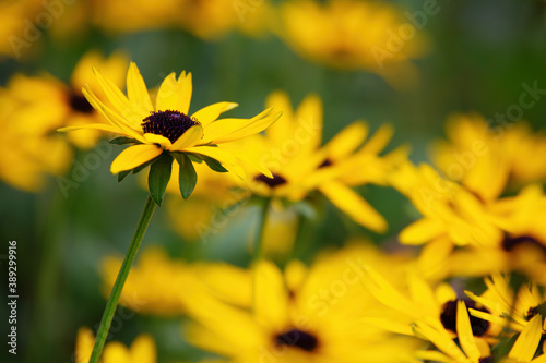 Sullivantii    Goldsturm      beautiful yellow Coneflowers  Rudbeckia  a plant genus in the Asteraceae or composite family.