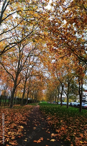 autumn in the park