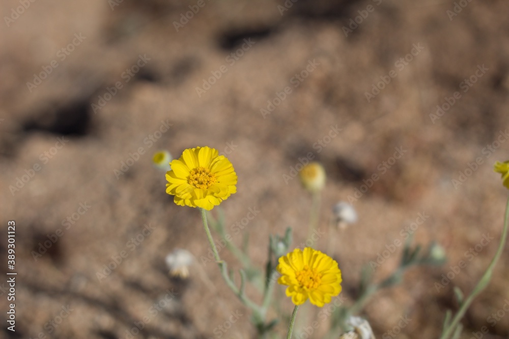 Yellow head inflorescences bloom from Leafstalk Marigold, Baileya Pleniradiata, Asteraceae, native hermaphroditic herbaceous short lived perennial in Joshua Tree National Park, Southern Mojave Desert, Yellow head inflorescences bloom from Leafstalk Marigold, Baileya Pleniradiata, Asteraceae, native hermaphroditic herbaceous short lived perennial in Joshua Tree National Park, Southern Mojave Desert,