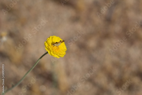 Yellow head inflorescences bloom from Leafstalk Marigold, Baileya Pleniradiata, Asteraceae, native hermaphroditic herbaceous short lived perennial in Joshua Tree National Park, Southern Mojave Desert, photo