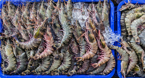 display seafood top view Greasyback Shrimp photo