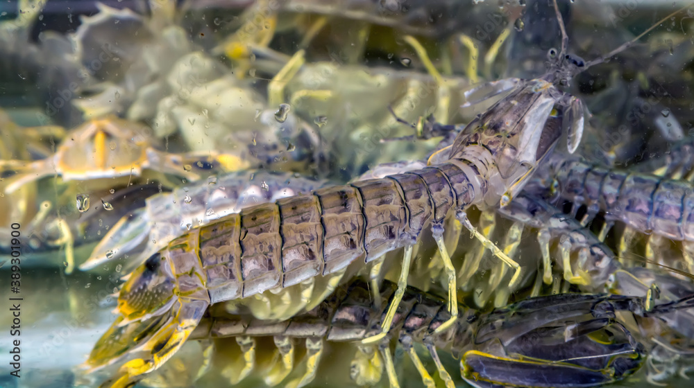 Mantis Shrimp seafood market