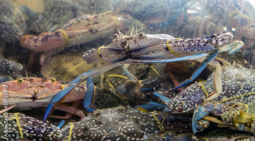 Blue Swimming Crab, Flower Crab seafood market photo