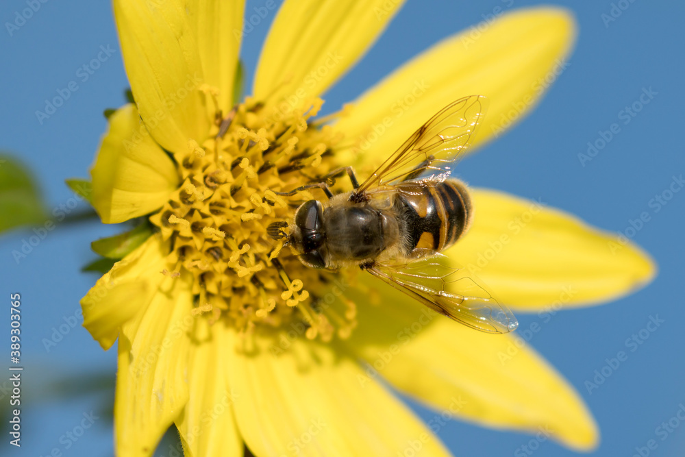 Mimic fly on a flower on a bright day. Mimic fly on a flower on a bright day.