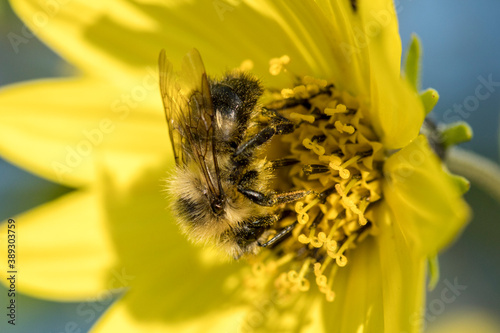 Honeybee upside down on a yellow flower.