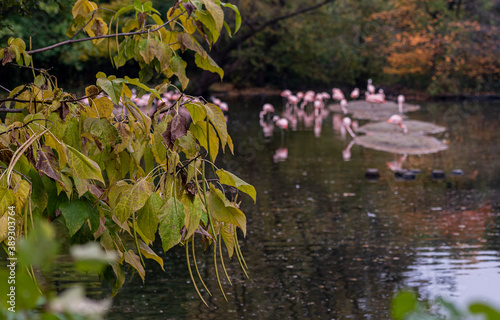 Catalpa Tree and Seed Pods Against a Flock of Pink Flamingos in a Pond