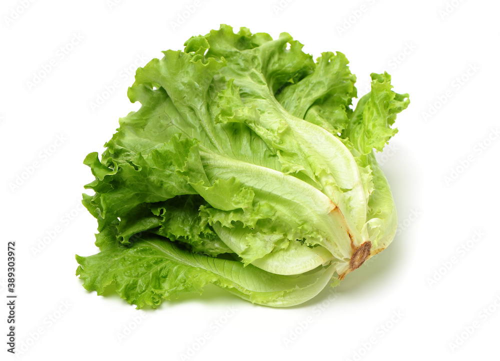 fresh lettuce isolated on white fresh lettuce isolated on white