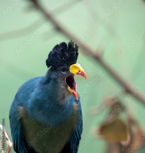 Deep Blue, Yellow, and Black Plumage on a Great Blue Turaco Screeching