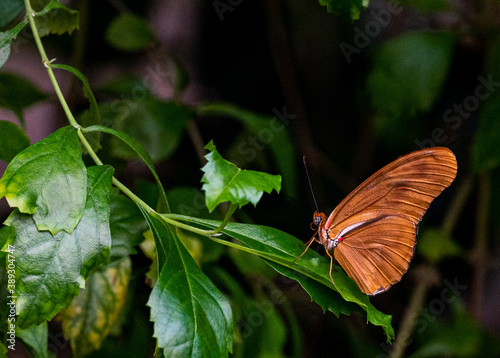 Bright Orange, White, and Tan Wings on a Julia Butterfly in Profile on Green Leaves