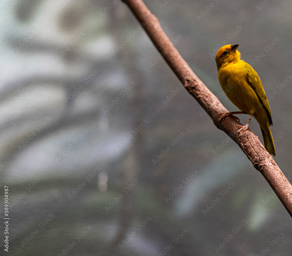 Fototapeta premium Bright Yellow and Orange Plumage on a Golden Weaver on a Branch