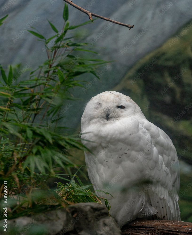 Obraz premium Bright White Plumage on a Close Up of a Snowy Owl