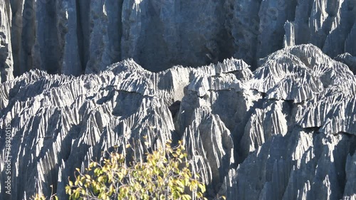 Pan of Eroding Peaks in Limestone Forest, Tsingy de Bemaraha, Madagascar